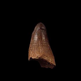 HUGE Crocodilus tooth for sale - Morocco | Buried Treasure Fossils