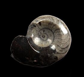 Goniatites, an early Ammonite relative