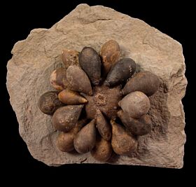Cidaropsis anoualensis club echinoid for sale | Buried Treasure Fossils