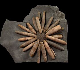 Asterocidaris bistriata club echinoid for sale | Buried Treasure Fossils