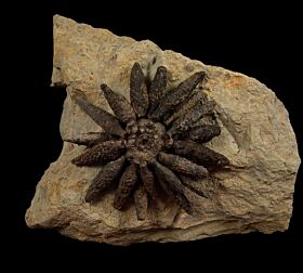 Reoboulicidaris rebouli club echinoid for sale | Buried Treasure Fossils