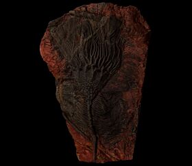 Large Scyphocrinites crinoid for sale | Buried Treasure Fossils