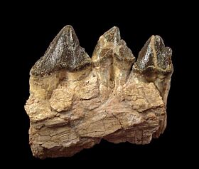 Rare early whale tooth for sale | Buried Treasure Fossils