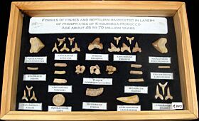 Large Moroccan Fish & Reptile Fossil Collection with Frame | Buried Treasure Fossils