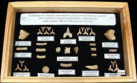 Moroccan Fish & Reptile Fossil Collection with Frame | Buried Treasure Fossils