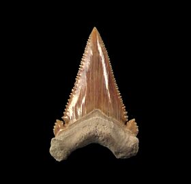 Extra large Paleocarcharodon tooth for sale | Buried Treasure Fossils