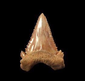 Big Paleocarcharodon orientalis tooth for sale | Buried Treasure Fossils