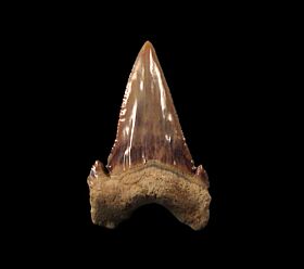 Big transitional Paleocarcharodon shark tooth for sale | Buried Treasure Fossils