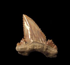 Big Palaeocarcharodon tooth for sale | Buried Treasure Fossils