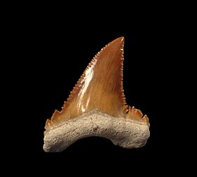 Quality large Paleocarcharodon shark tooth for sale | Buried Treasure Fossils