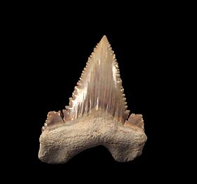 Moroccan Palaeocarcharodon tooth for sale | Buried Treasure Fossils 