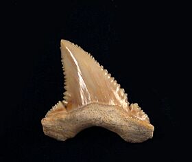 Palaeocarcharodon orientalis