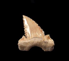 Top Quality Palaeocarcharodon tooth for sale | Buried Treasure Fossils