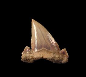 Real Paleocarcharodon transition shark tooth | Buried Treasure Fossils