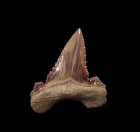 Real Palaeocarcharodon tooth for sale | Buried Treasure Fossils