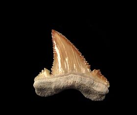 Top quality lateral Palaeocarcharodon tooth for sale | Buried Treasure Fossils