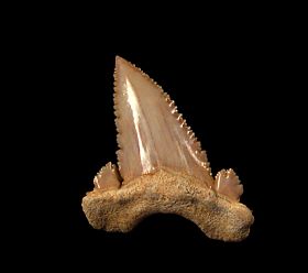 Real Moroccan Paleocarcharodon tooth for sale | Buried Treasure Fossils