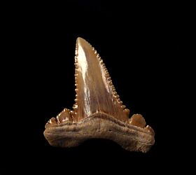 Real Paleocarcharodon tooth for sale | Buried Treasure Fossils