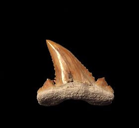 Cheap Moroccan Palaeocarcharodon tooth for sale | Buried Treasure Fossils