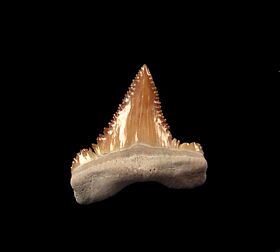 Cheap Palaeocarcharodon orientalis tooth for sale | Buried Treasure Fossils