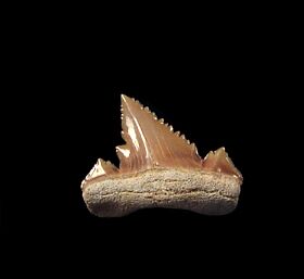Nice Palaeocarcharodon tooth for sale | Buried Treasure Fossils