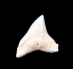 Free Free Shark Tooth Svg 518 SVG PNG EPS DXF File