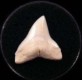 Modern Carcharhinus leucas shark tooth for sale | Buried Treasure Fossils