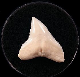 Extra large Modern Bull shark tooth for sale | Buried Treasure Fossils