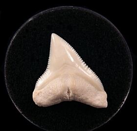 Big Top Quality Bull shark tooth for sale | Buried Treasure Fossils
