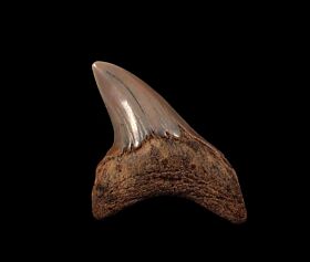 Large Calvert Cliffs Alopias grandis tooth for sale |  Buried Treasure Fossils