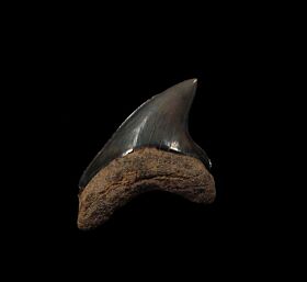 Calvert Cliffs Alopias grandis tooth for sale |  Buried Treasure Fossils