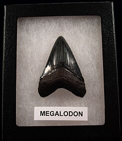 My First Megalodon tooth for sale | Buried Treasure Fossils