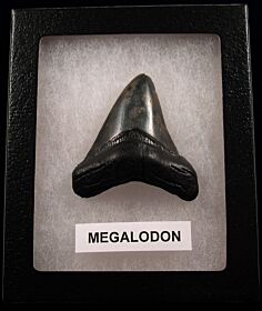 Cool charcoal gray Megalodon tooth for sale | Buried Treasure Fossils