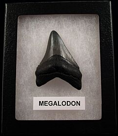 Small Megalodon tooth for sale | Buried Treasure Fossils