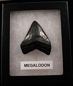 Cheap SC Megalodon shark tooth for sale | Buried Treasure Fossils