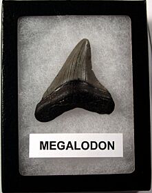 First SC Megalodon shark tooth for sale | Buried Treasure Fossils