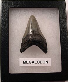 Cheap Megalodon Tooth for Sale | Buried Treasure Fossils