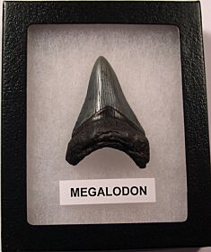 Gray SC Megalodon shark tooth for sale | Buried Treasure Fossils
