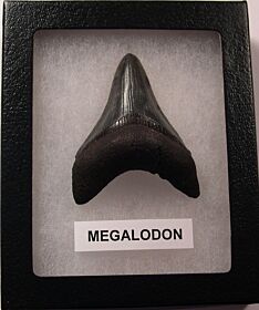 Excellent SC Megalodon shark tooth for sale | Buried Treasure Fossils