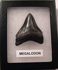 Collector SC Megalodon shark tooth for sale | Buried Treasure Fossils
