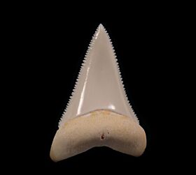 Big Modern Great White tooth for sale | Buried Treasure Fossils