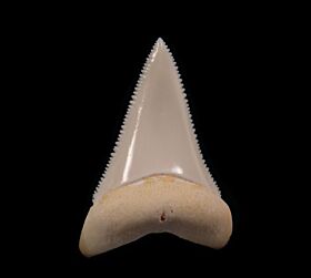 Modern Shark Teeth for sale | Buried Treasure Fossils