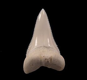 Extra large Modern Great White shark tooth for sale | Buried Treasure Fossils