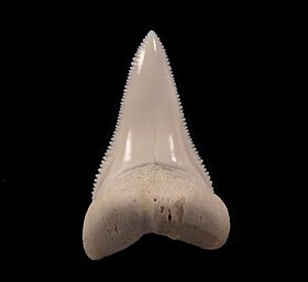 Modern Shark Teeth for sale | Buried Treasure Fossils