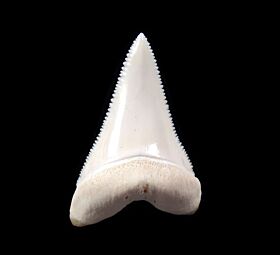 Perfect Big Modern Great White tooth for sale | Buried Treasure Fossil