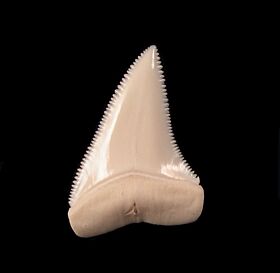 Modern Shark Teeth for sale | Buried Treasure Fossils