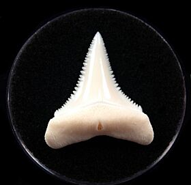 Real Modern Great White tooth for sale | Buried Treasure Fossils