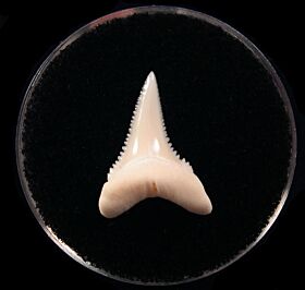 Upper jaw Modern Great White tooth for sale | Buried Treasure Fossils