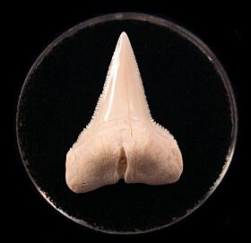 Big White Great Hammerhead tooth for sale | Buried Treasure Fossils