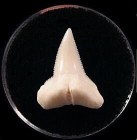 Modern Great Hammerhead shark tooth for sale | Buried Treasure Fossils